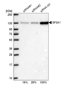 SF3A1 Antibody, Novus Biologicals 25 &mu;L; Unlabeled:Antibodies, Polyclonal